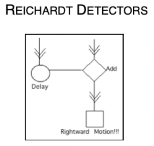 <ul><li><p>Mechanisms like the Reichardt detector can operate in the retina & the visual cortex (e.g, V1)</p></li></ul><p></p><ul><li><p><span>Left to right</span></p></li><li><p><span>Delay always on the side where the first input is received. So for leftward motion it would be on the left side.</span></p></li><li><p><span>Exam Question: show diagram & ask which direction this circuit sensitive to, based on which side has the delay.</span></p></li></ul><p> </p><ul><li><p><span>Can operate in the retina & the visual cortex (V1)-complex & hypercomplex cells.</span></p></li></ul><ul><li><p><span>Delay fixed</span></p></li></ul><p></p>