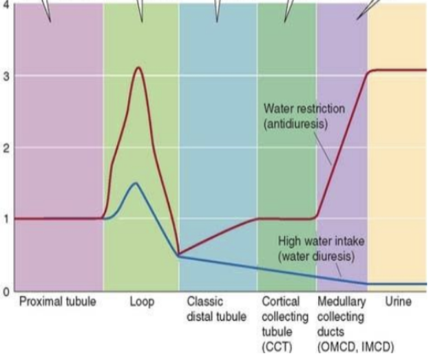 <p>concentration of the solutes in the tubule (inside the lumen)</p><p>There is a linear relationship between osmolality and water reabsorption:</p><p>Increase in osmolality – solutes are more concentrated = water is reabsorbed</p><p>Decrease in osmolality – solutes are more diluted = water stays in the tubule</p>