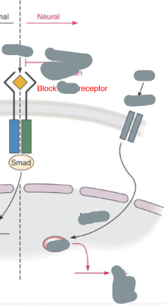 <p>How does BMP inhibition promote neural fate?</p>