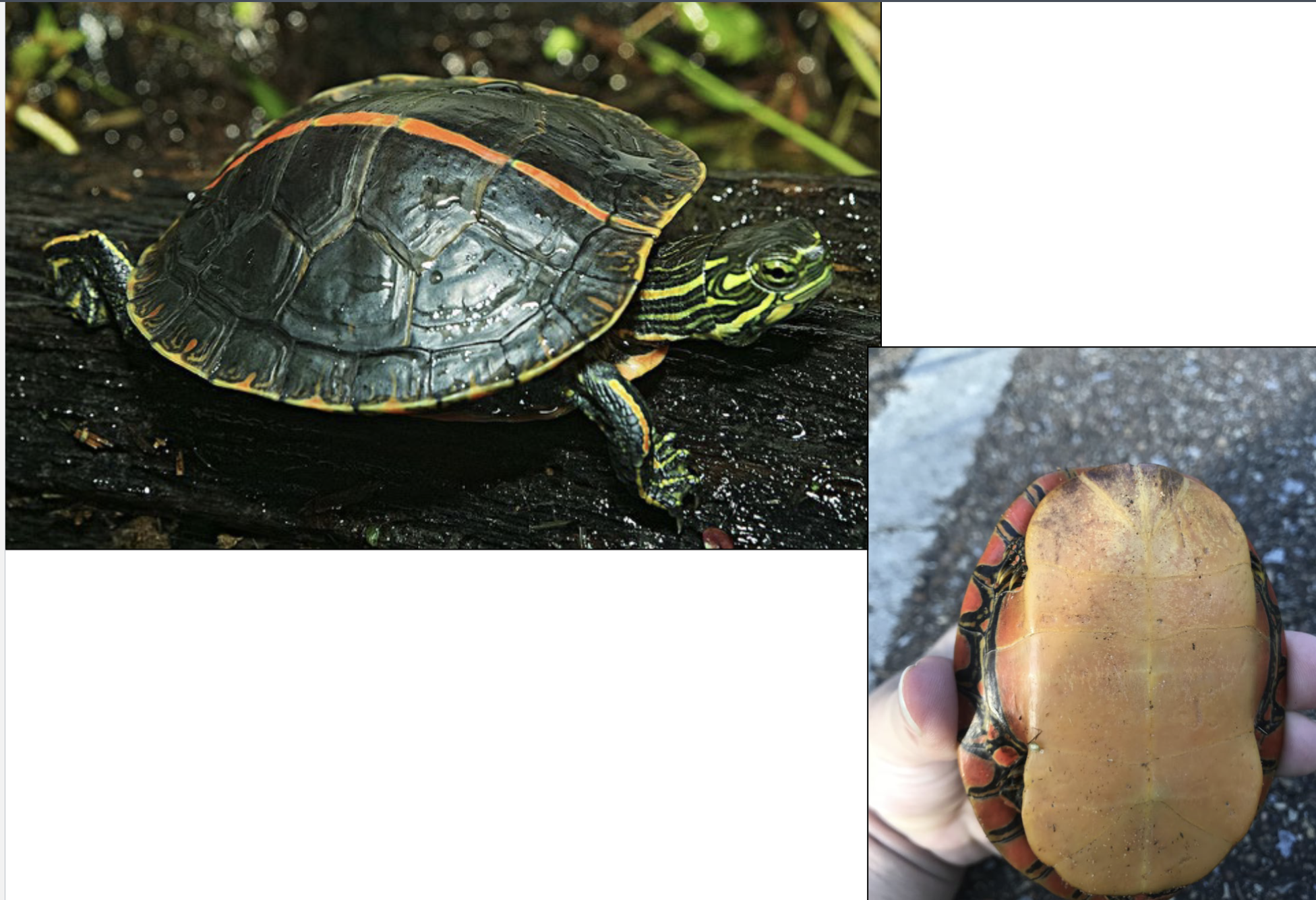 <p>features a broad red or orange</p><p>middorsal stripe on the carapace and an</p><p>immaculate yellow plastron</p><p><strong>dist:</strong> far W KY, jackson purchase</p>