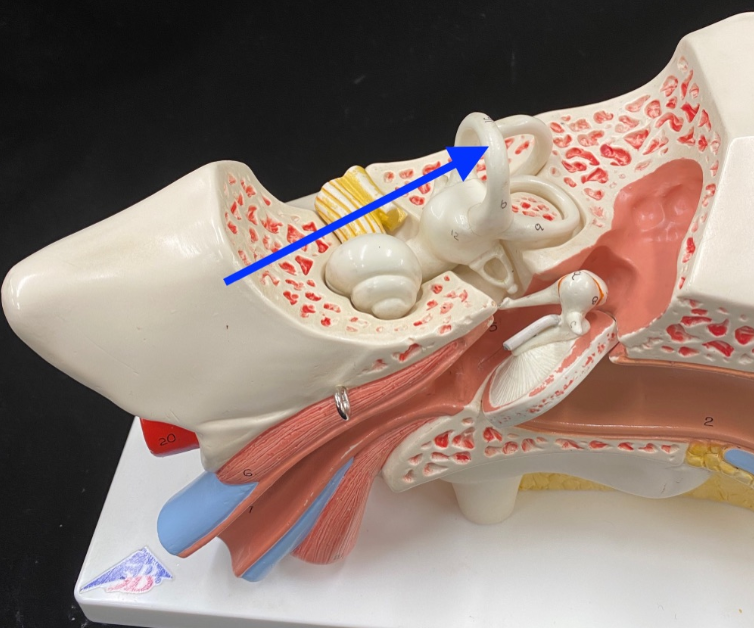<p>anterior semicircular canal</p>