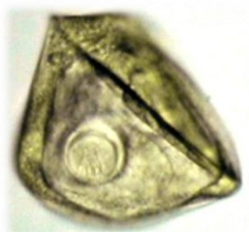 <p>Identify</p>