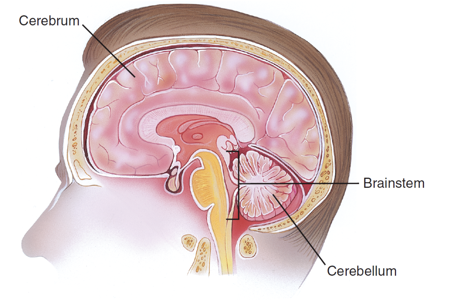 <p>Cerebrum: responsible for your conscious thoughts</p><p>Cerebellum: coordinating voluntary movements, maintaining balance and posture, and regulating muscle tone.</p>