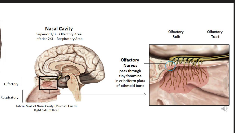 <p>pass through the tiny foramina in the cribiform plate of the ethmoid bone</p><ul><li><p>The olfactory area also includes the superior 1/3rd of the nasal cavity</p></li></ul><p></p>