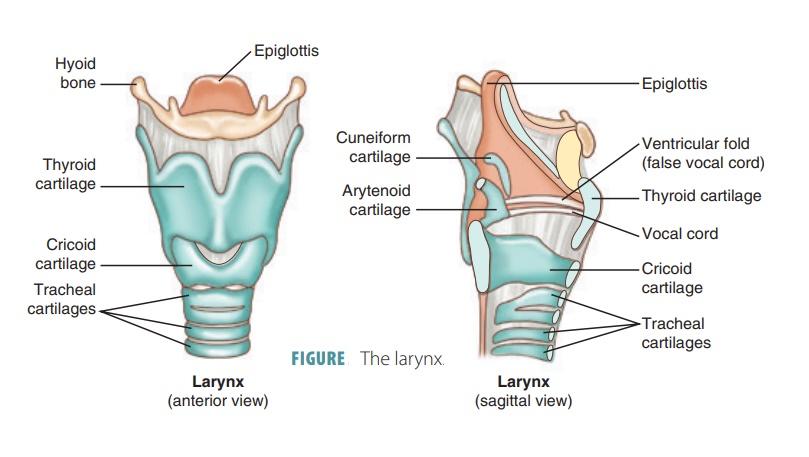 <p>voice box</p><p>provides open airway</p><p>CONTAINS:</p><ul><li><p>epiglottis- routes air and food</p></li><li><p>vestibular folds- false vocal cords, doesn’t produce sound</p></li><li><p>vocal folds- true vocal cords, produce sound</p></li><li><p>thyroid cartilage</p></li><li><p>ciricoid cartilage</p></li><li><p>arytenoid cartilage</p></li></ul><p></p>