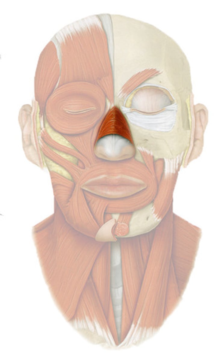 <p>flares nostrils</p>