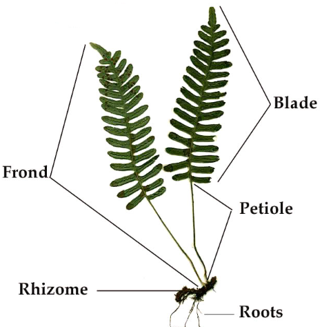 <ul><li><p>fronds, stalk (petiole/stipe), rhizome</p></li><li><p>spores held in sori</p></li><li><p>found in moist habitats</p></li></ul><p></p>