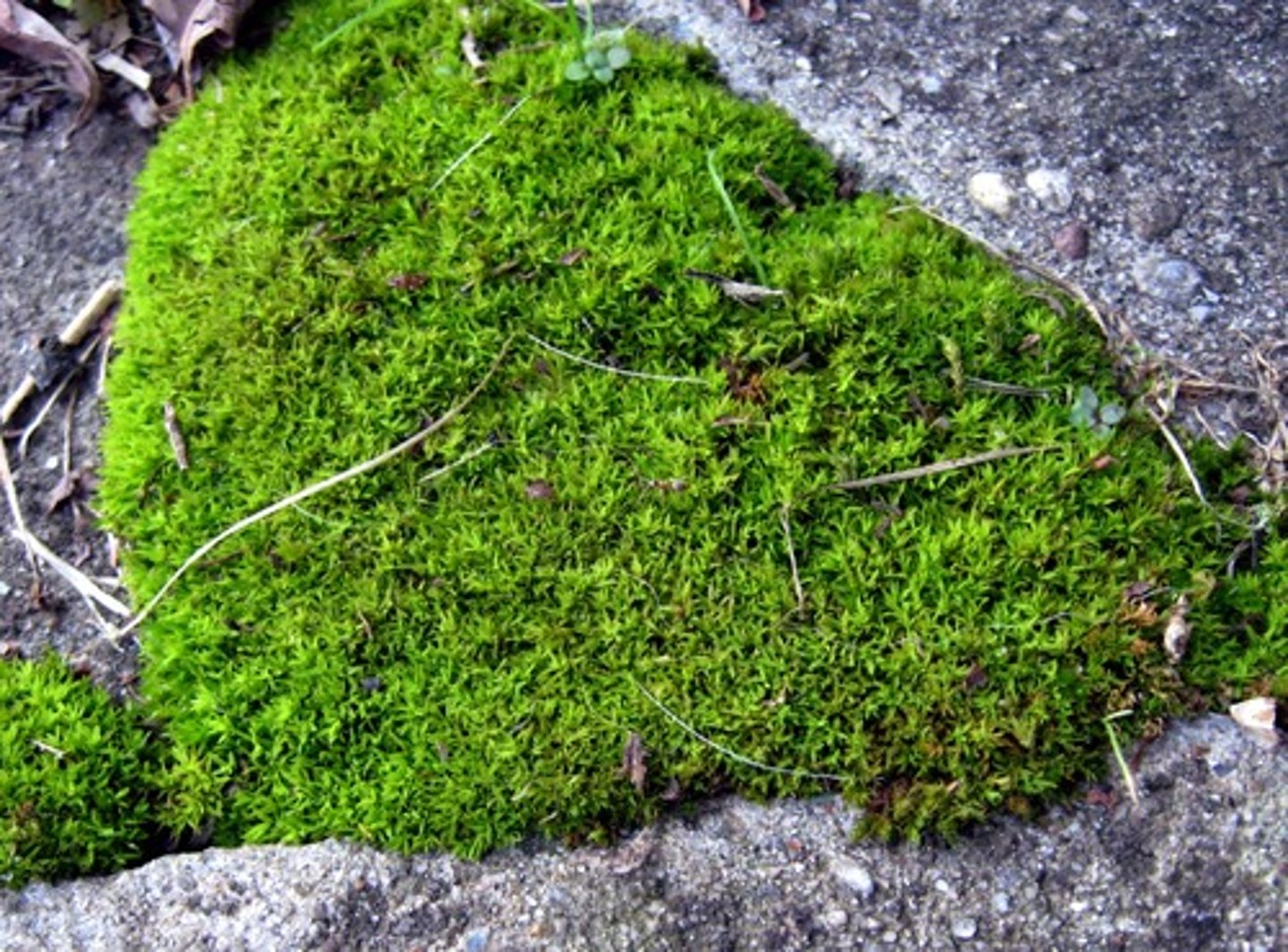 <p>la mousse</p>