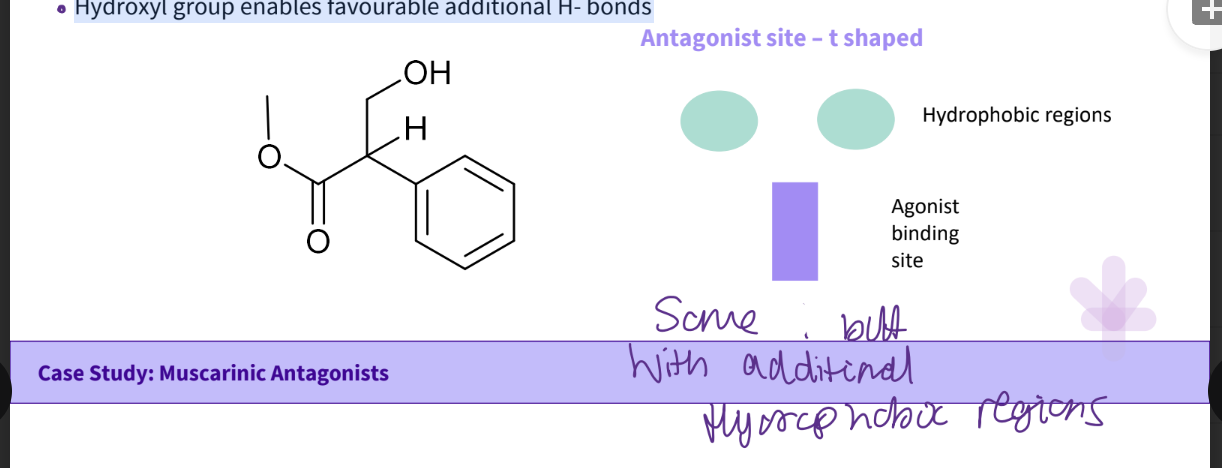 <ul><li><p>the squares and circles</p></li></ul><p></p>