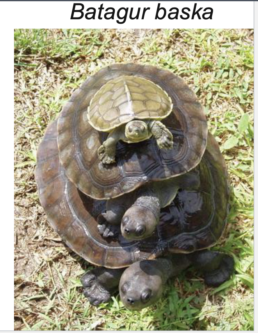 <p>Eastern Pond Turtles</p><ul><li><p><span style="background-color: transparent;">19 gen, 73 sp&nbsp;</span></p></li><li><p><span style="background-color: transparent;">Global tropical distribution&nbsp;</span></p></li><li><p><span style="background-color: transparent;">Aquatic, semi-aquatic, terrestrial&nbsp;</span></p></li></ul><p></p>