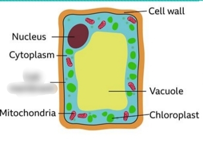 term image