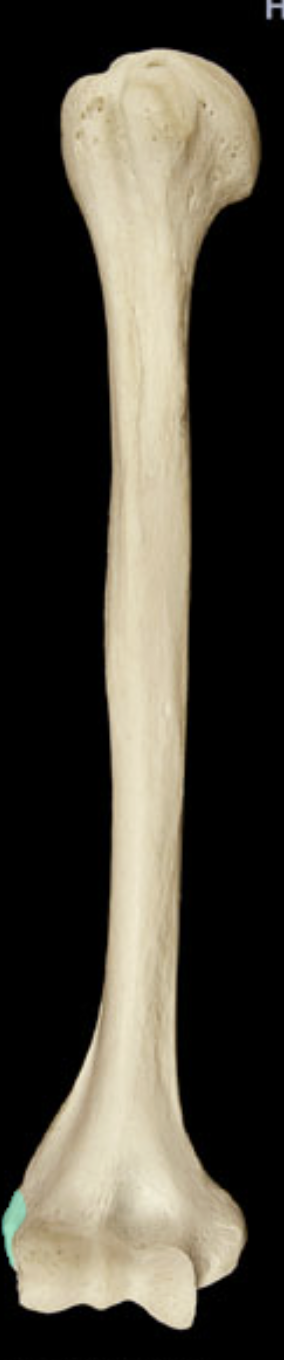 <p>landmark of humerus</p>