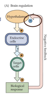 <p>circulating hormones function as negative feedback the hormone (or its effects), acts directly back on the endocrine gland to inhibit further secretion</p>