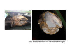 <p>What types of secondary lesions are common from corkscrew claw?</p>