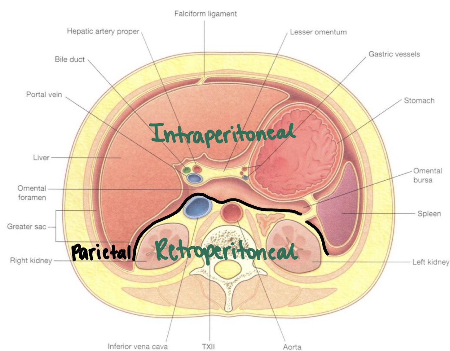 <p>visceral peritoneum </p>