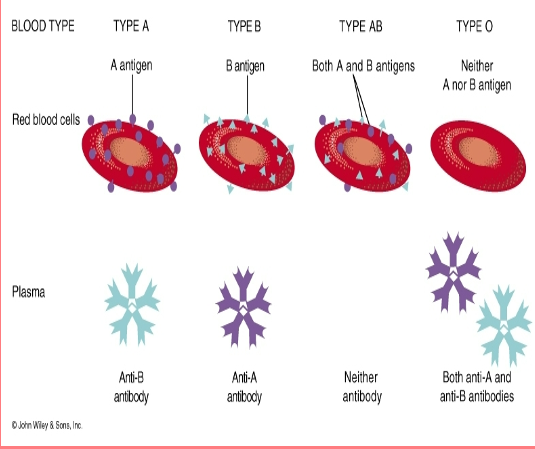 <p>Type A </p><p>– People with A Antigens </p><p>• Type B</p><p>– People with B Antigens </p><p>• Type AB</p><p>– People with A + B Antigens</p><p> • Type O</p><p>– People with neither Antigen</p>