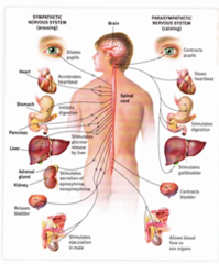 <p>the part of the peripheral nervous system that controls the glands and the muscles of the internal organs (such as the heart)</p>