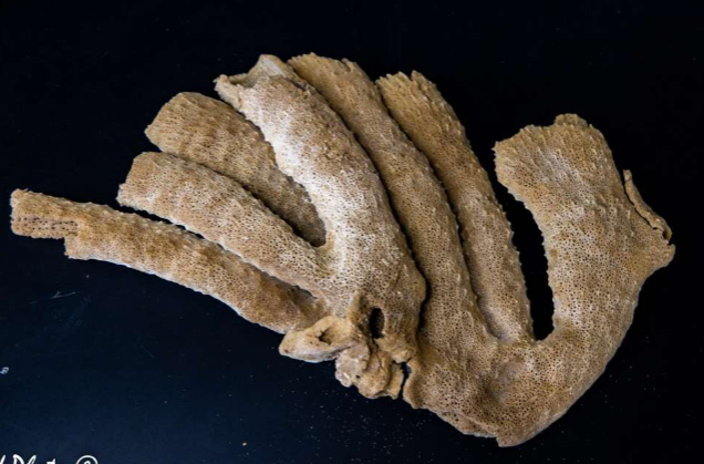 <p>What type of sponge is this?</p>