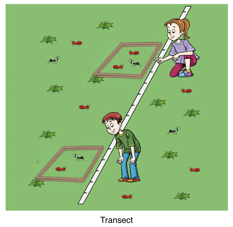 <p><span>straight line along an abiotic gradient from which population data can be recorded (using quadrats) to determine a pattern</span></p>