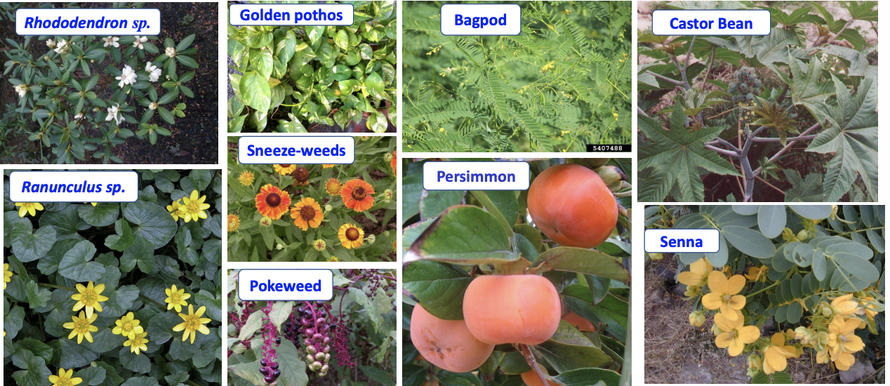 <p>What system will suffer from toxicity if these plants are consumed?</p>