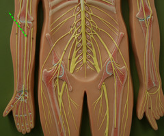 <p>Smallest of the three nerves in the arm. between ulnar and musculocutaneous</p>