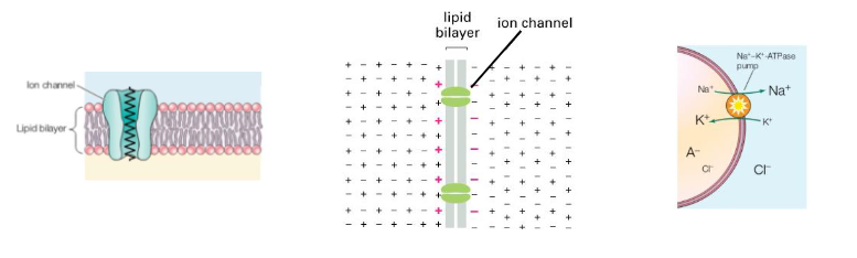 <p>animals require energy from the outside because energy is necessary to create and maintain their essential internal organization</p><ul><li><p>protein channels, action potential gradients in neurons, sodium potassium ATPase </p></li></ul><p></p>