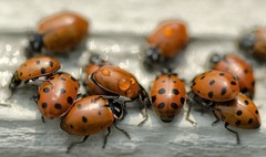 <p>Combined use of biological, chemical, and cultivation methods in proper sequence and timing to keep the size of a pest population below the size that causes economically unacceptable loss of a crop of livestock animals.</p>