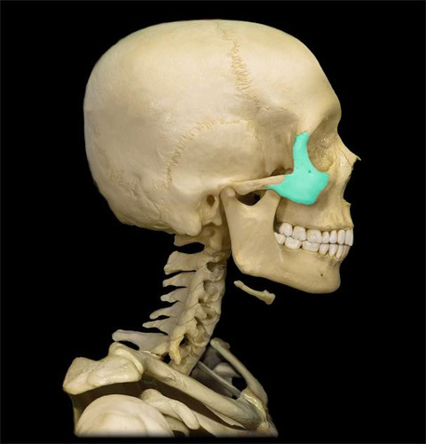 <p>What part of the skull is this?</p>