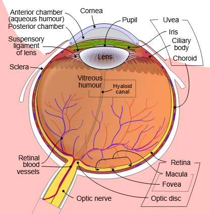 <p>Cornea</p>