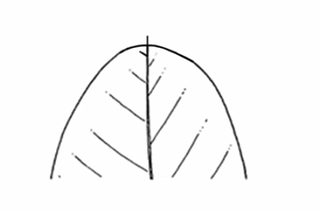 <p>A leaf apex that ends abruptly in a short, small continuation of the midvein.</p>