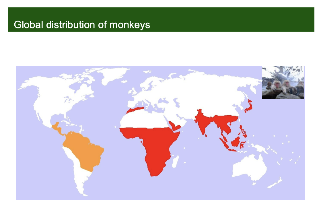<p>Shows a map of monkey distributions, highlighting their presence in Central/South America (orange) and Africa/Asia (red)</p>