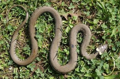 <p><strong>La Couleuvre vipérine</strong> -  (Ophidien) de couleur marron grisâtre avec des taches noires en zigzag (mimétisme), chassant des amphibiens. <strong>Possède des écaille en grosse plaques sur la tête</strong></p>