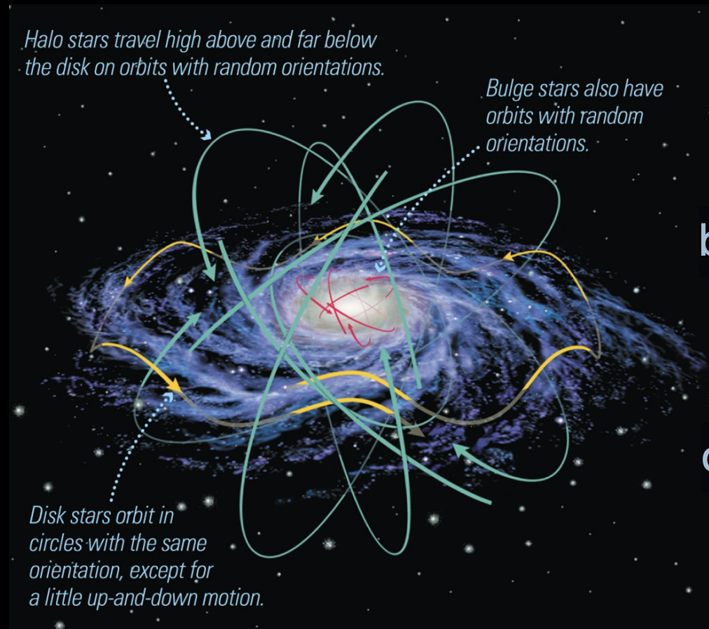 <ul><li><p>Contains globular clusters</p></li><li><p>Have random more circular 3-D motions</p></li><li><p>Old Stars</p></li></ul><p></p>