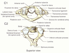 <p>from L. Axis = an axle or pivot</p><p>a prominent superior projection, the DENS PROCESS (or odontoid process ), extends to the atlas</p>