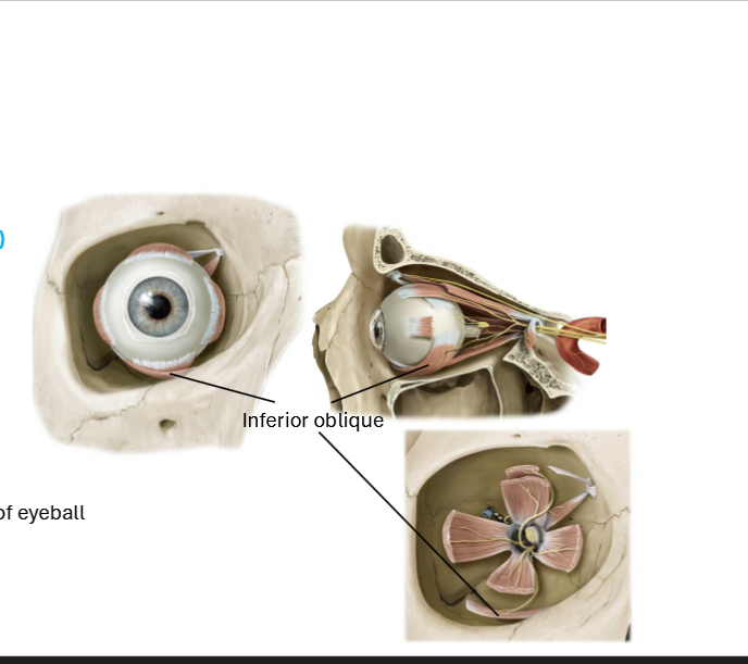 <p>Oculomotor nerve (CN III)</p>
