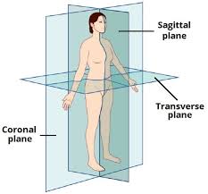 <p>divides body into front/back (anterior/posterior) parts</p>