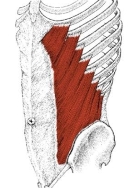 <p>(put hand in orientation use fingers to pull)</p><ul><li><p>O: ext surface rib 5-12</p></li></ul><ul><li><p>I: (*V)</p><ul><li><p>ant ½ iliac crest</p></li><li><p>anoneurosis from 9th cost cart to ASIS, pubic tubercle + linea alba</p></li></ul></li></ul><p></p><ul><li><p>ACTION:</p><ul><li><p>support / compress abdom viscera</p></li><li><p>assist forced exp</p></li><li><p>bilat: flex spinal column</p></li><li><p>unilat: ipsilat flex, contralat rot</p></li></ul></li></ul><p></p>