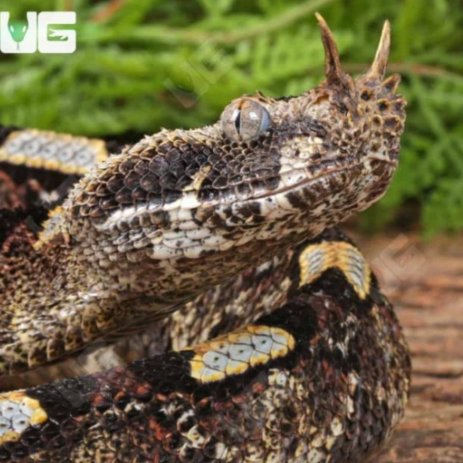 <p>name this animal</p>