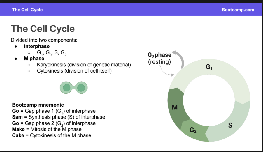 <p>The <strong>Interphase </strong>and <strong>M Phase</strong></p>