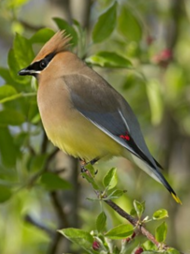 <p>Order: Passeriformes<br>Family: Bombycillidae</p>