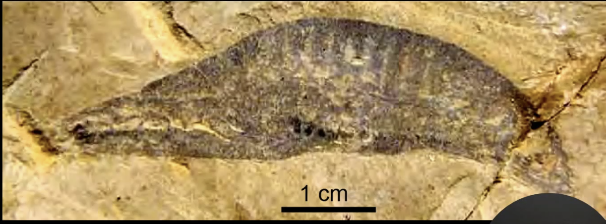 <p>what phylum and name? Three characteristics</p>