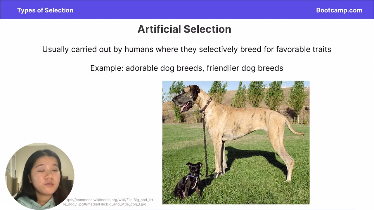 <p>selection carried out by humans that selectivley breed for favorable traits </p>