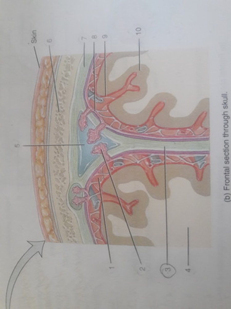 <p>The double-layered dura mater extends deep into the longitudinal fissure.</p>