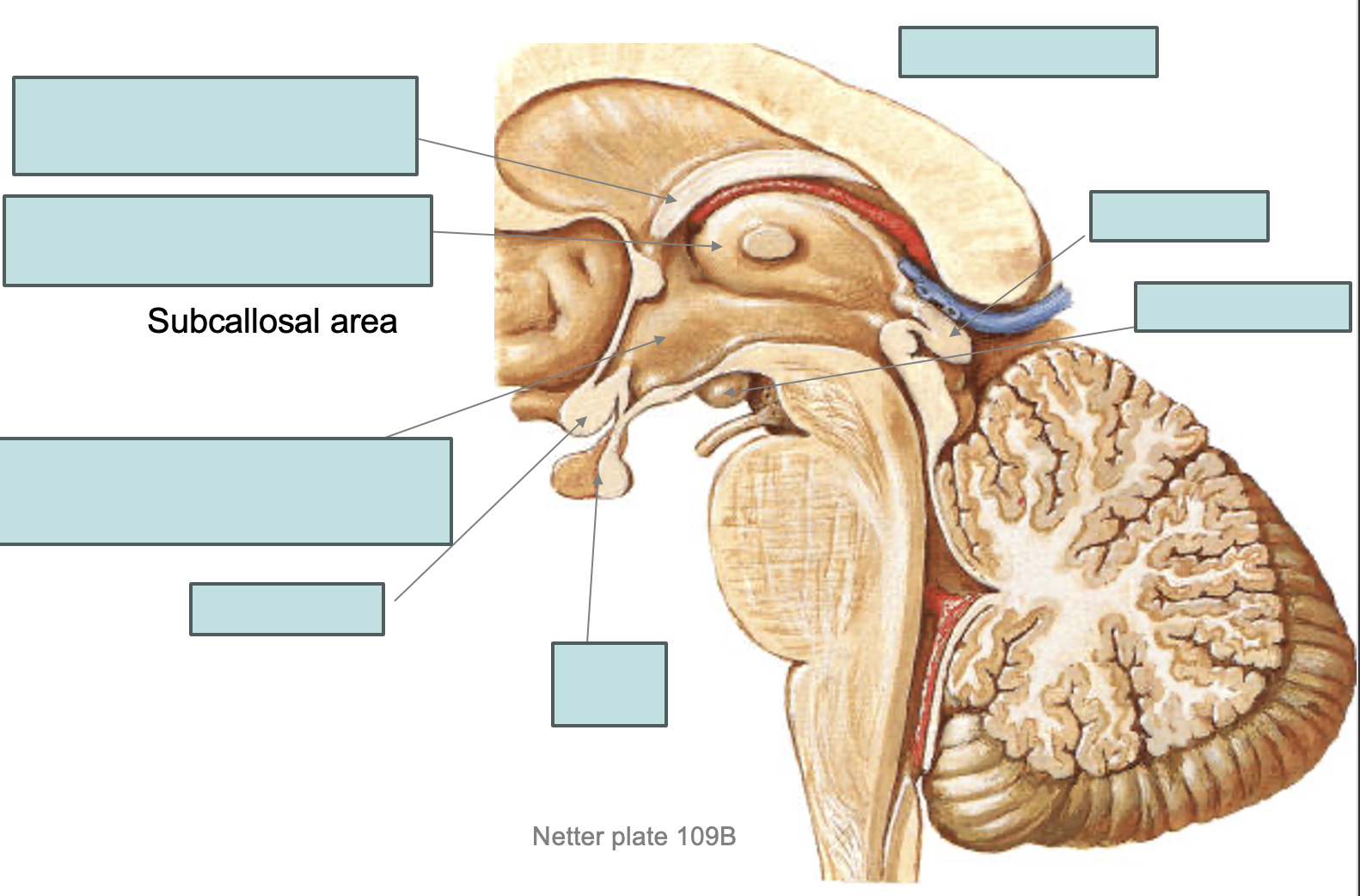 <p>Fill in the blanks (medial view)</p>