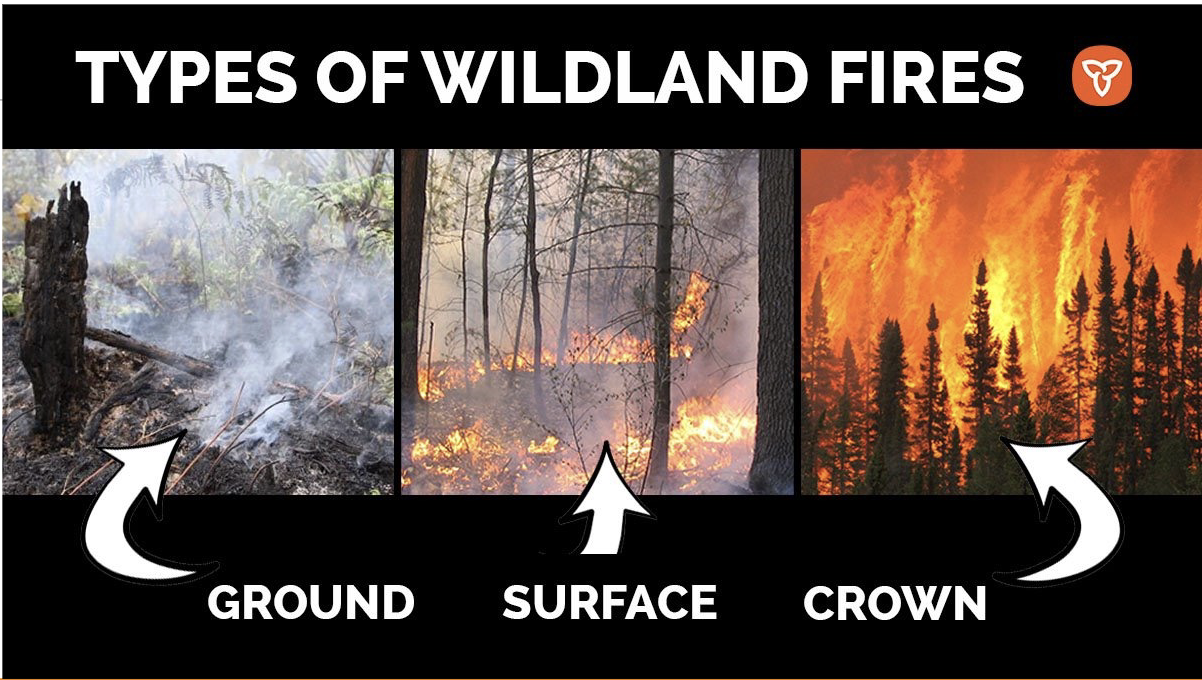 <ul><li><p><strong>Ground fires</strong>: Burn slowly through organic material (leaf litter, roots) in the soil. Generally beneficial — low intensity, recycle nutrients, clear debris without killing mature trees</p></li><li><p><strong>Surface fires</strong>: Burn along the forest floor through underbrush. Can be beneficial (controlled burns, clears competition) or harmful if intense</p></li><li><p><strong>Crown fires</strong>: Spread through the tops (canopy) of trees. Highly destructive — kill mature trees, destroy wildlife habitat, and are very difficult to control. Considered harmful</p></li></ul><p></p>