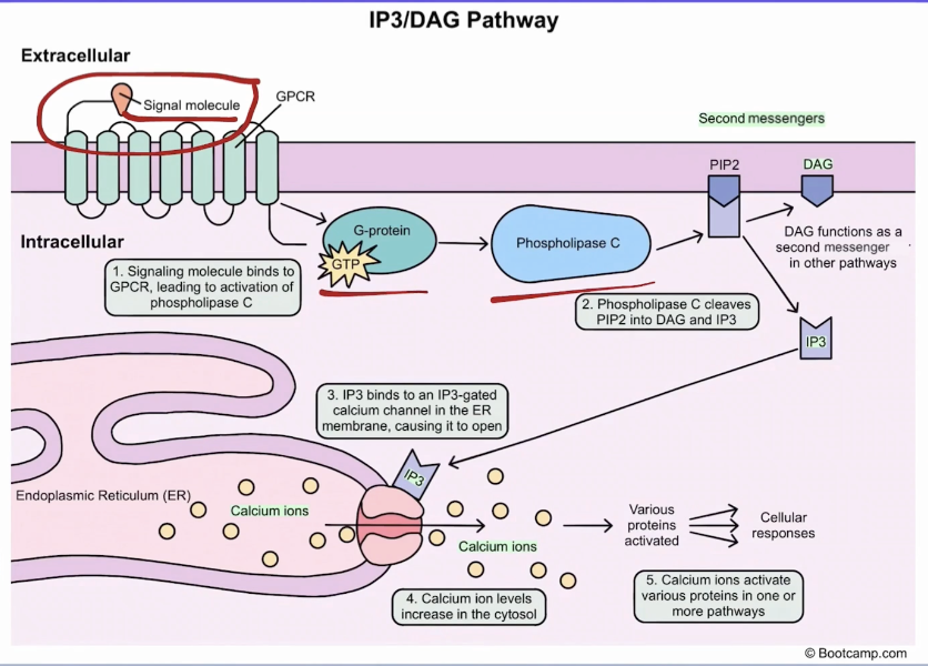 <p>Regulates the release of stored Ca2+ from th eER into the cell cytosol </p><ol><li><p>Pathway activated when peptide hormone binds the GPCR </p></li><li><p>GPCR activates the associated G protein via the binding of one GTP molecule </p></li><li><p>G protein activates the enzyme phospholipase C </p></li><li><p>Activated phospholipase C cleaves the lipid PIP2 into 2 separate secondary messengers (IP3 and DAG) </p></li><li><p>IP3 binds ligand gated Ca2+ channels on the surface of the ER </p></li><li><p>ER calcium channels open, releasing Ca2+ into the cytosol </p></li><li><p>Free Ca2+ goes on to affect multiple other pathways </p></li></ol><p></p>