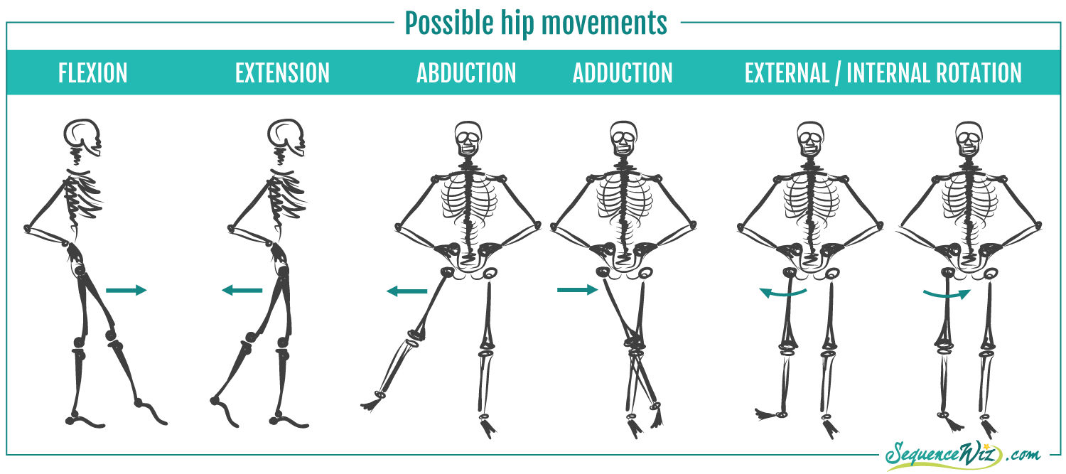<p>Movements of Hip (Femur)</p>