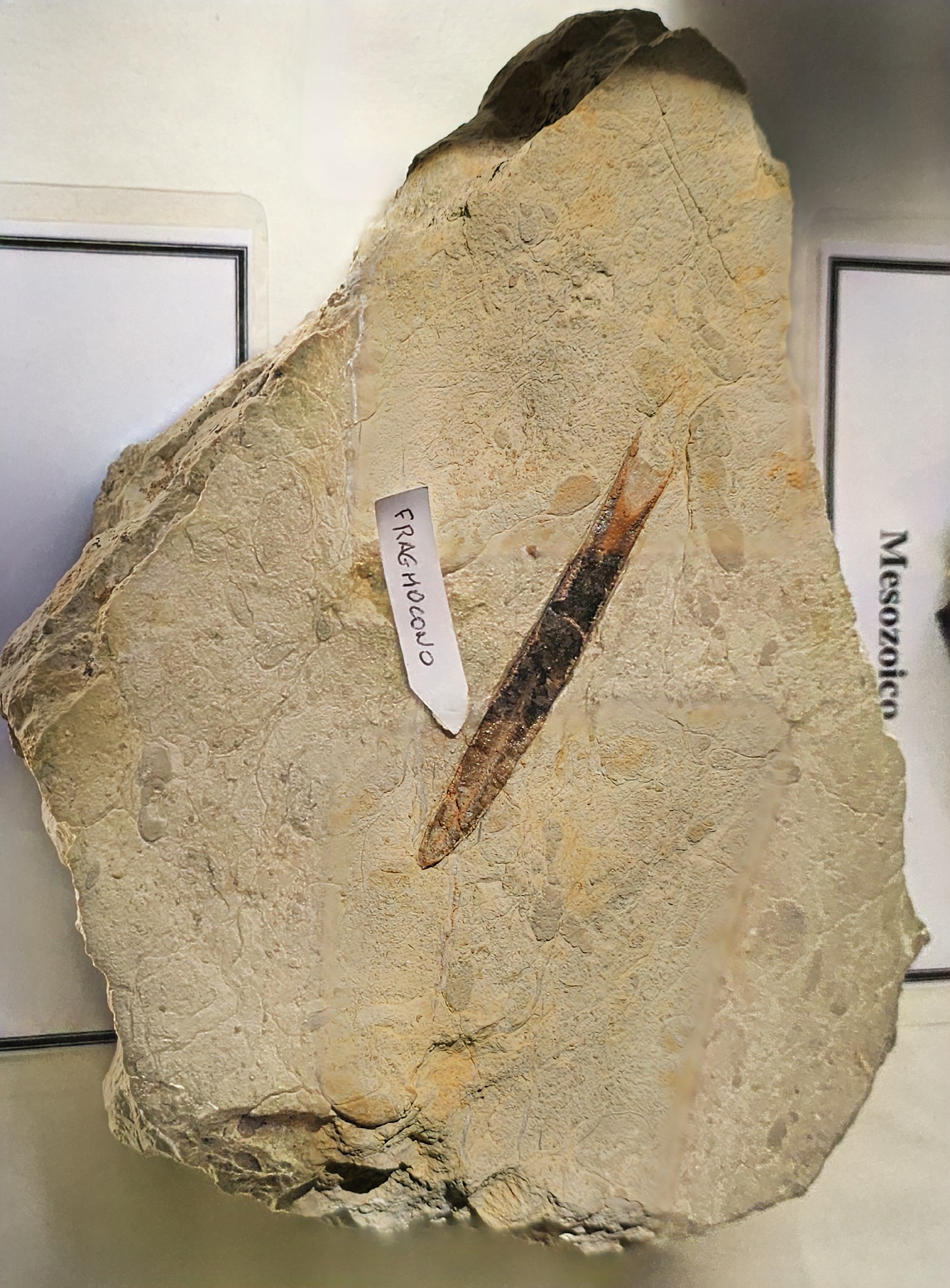 knowt flashcard image