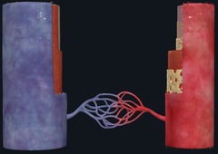 <p>connections between veins </p><p>gas and nutrient exchange occur here</p>