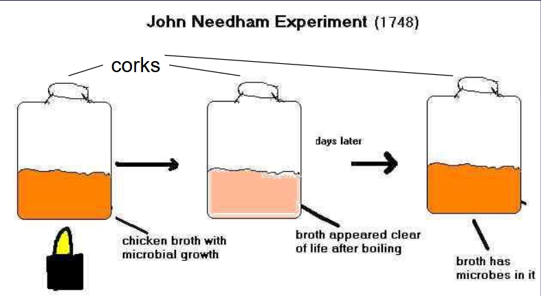 <p>experiment: “life gravy”</p><ul><li><p>briefly boiled a broth, thinking this killed all life forms, covered with corks, let sit for days and observed that broth became cloudy with microbes</p></li></ul><p></p>